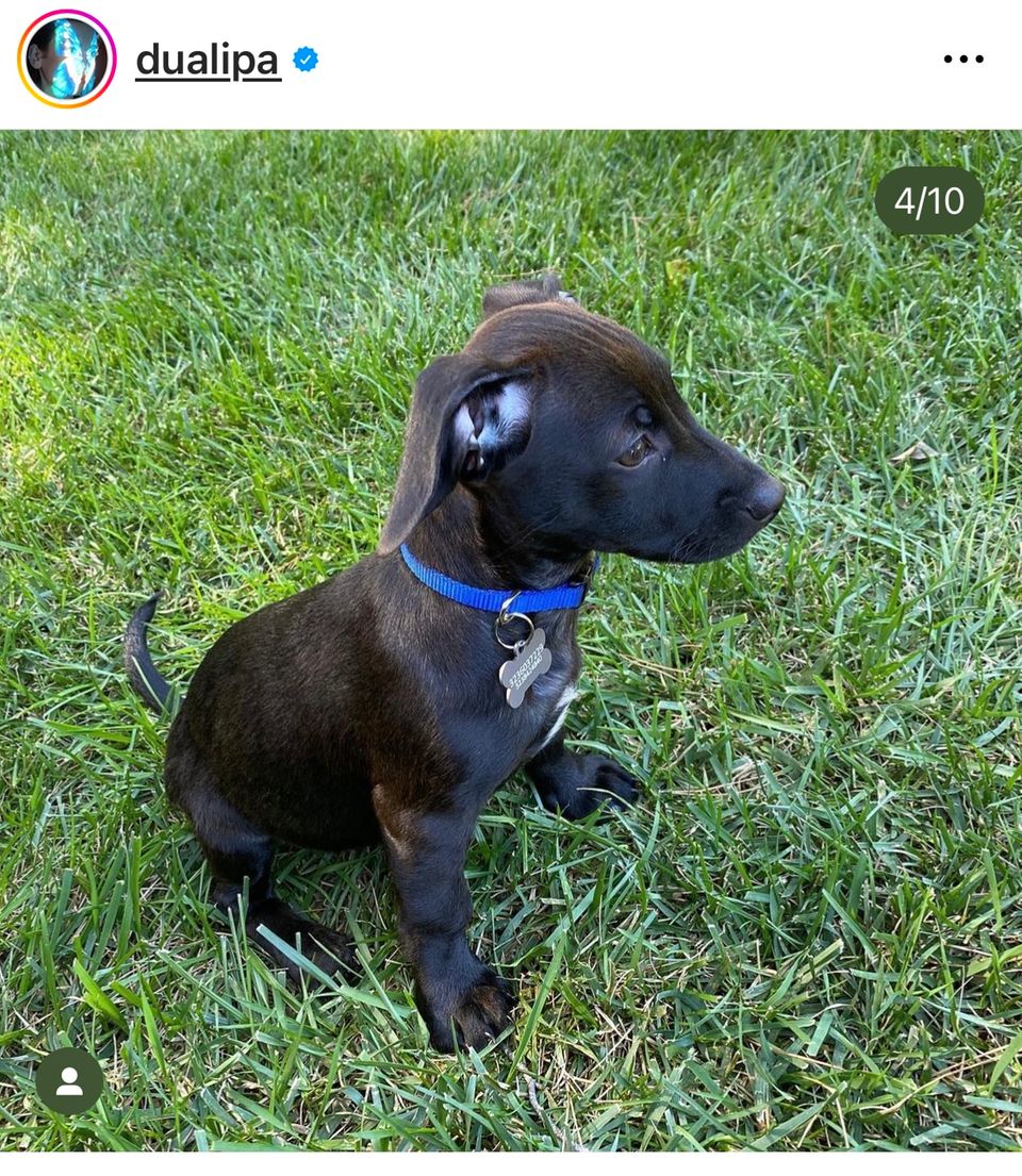 Dexter, the little black dog from Dua Lipa