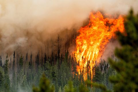 Waldbrände Klimawandel