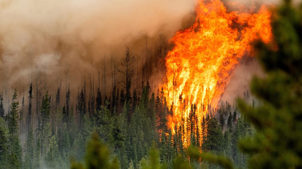 Waldbrände Klimawandel