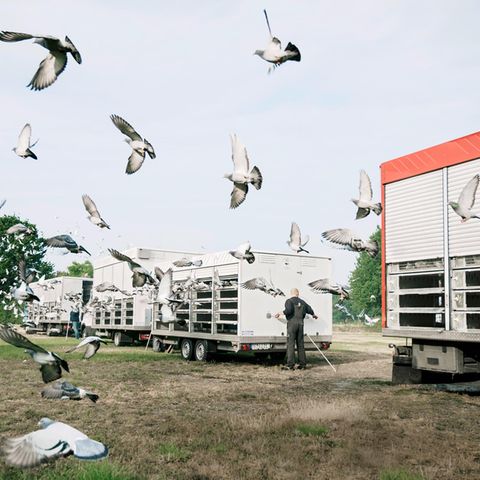 Sehr viele Tauben fliegen aus Anhängern raus in die Luft