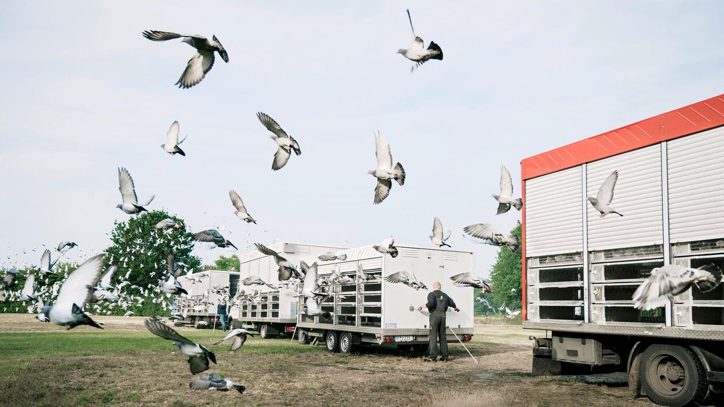 Sehr viele Tauben fliegen aus Anhängern raus in die Luft