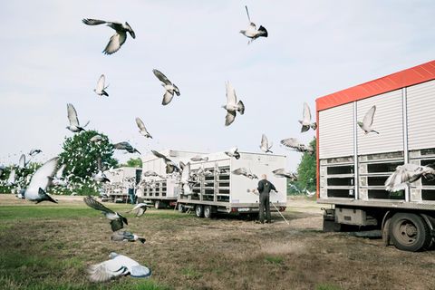 Sehr viele Tauben fliegen aus Anhängern raus in die Luft