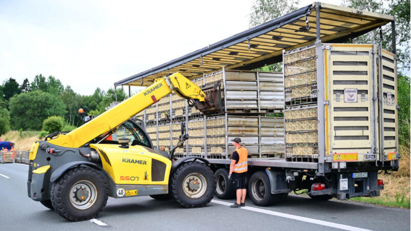 Boxen mit noch lebenden Tieren werden auf einen LKW geladen