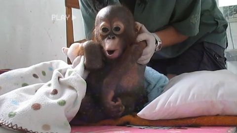 Orang-Utan Budi nach 8 Jahren endlich wieder in der Wildnis