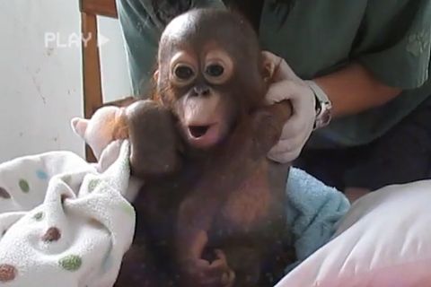 Orang-Utan Budi nach 8 Jahren endlich wieder in der Wildnis
