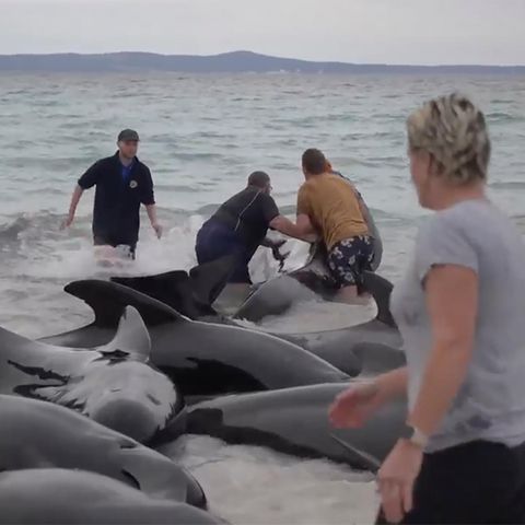 Retter versuchen, die gestrandeten Wale in Australien am Cheynes Beach östlich von Albany wieder ins Meer zu ziehen