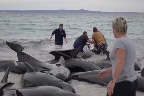 Retter versuchen, die gestrandeten Wale in Australien am Cheynes Beach östlich von Albany wieder ins Meer zu ziehen
