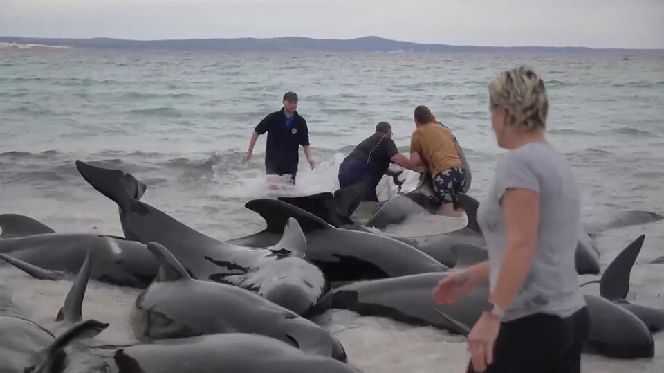 Retter versuchen, die gestrandeten Wale in Australien am Cheynes Beach östlich von Albany wieder ins Meer zu ziehen