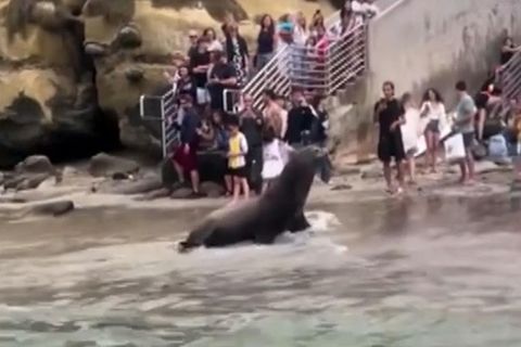 Nase voll: Wütende Seelöwen vertreiben Touristen.