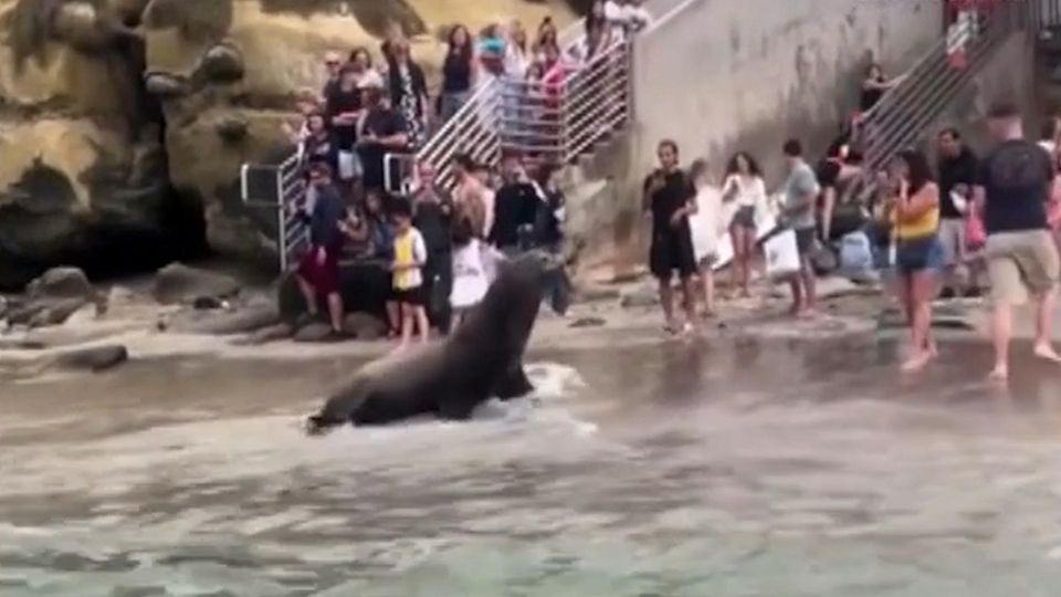 Nase voll: Wütende Seelöwen vertreiben Touristen. Nase voll: Wütende Seelöwen vertreiben Touristen.