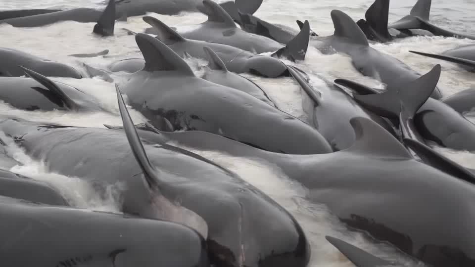 Video: Trauriger Anblick: Dutzende Grindwale kämpfen ums Überleben