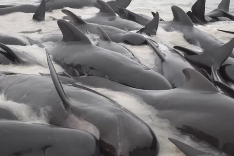 Video: Trauriger Anblick: Dutzende Grindwale kämpfen ums Überleben