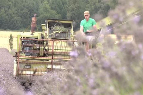 Video: Provinz statt Provence – Lavendelernte in Oberbayern