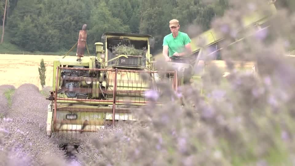 Video: Provinz statt Provence – Lavendelernte in Oberbayern