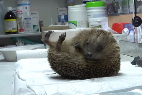 Video: Klimawandel, Artensterben, Mähroboter: Igel zunehmend in Gefahr