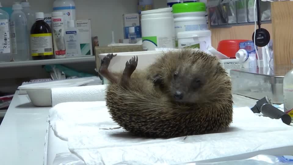 Video: Klimawandel, Artensterben, Mähroboter: Igel zunehmend in Gefahr