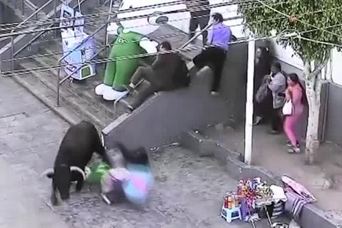 Mehrere Verletzte: Panik in Peru: Ausgebrochener Stier sorgt für Angst und Schrecken