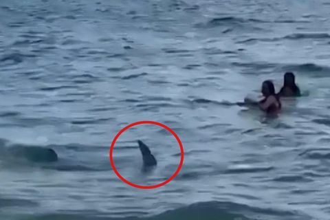 Panik am Strand: Hai taucht plötzlich zwischen Badegästen auf