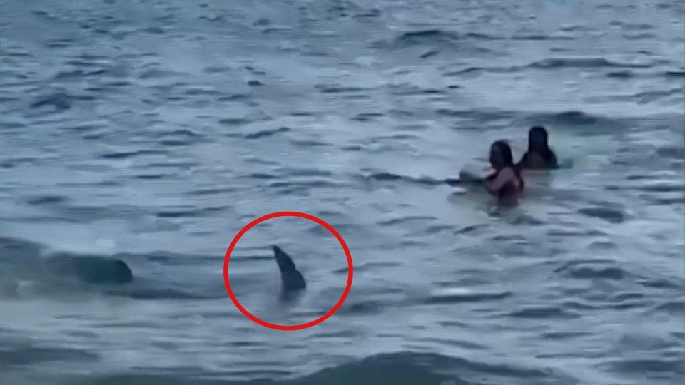 Panik am Strand: Hai taucht plötzlich zwischen Badegästen auf Panik am Strand: Hai taucht plötzlich zwischen Badegästen auf