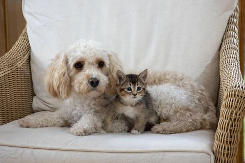 Katze und Hund liegen zusammen auf einem Stuhl