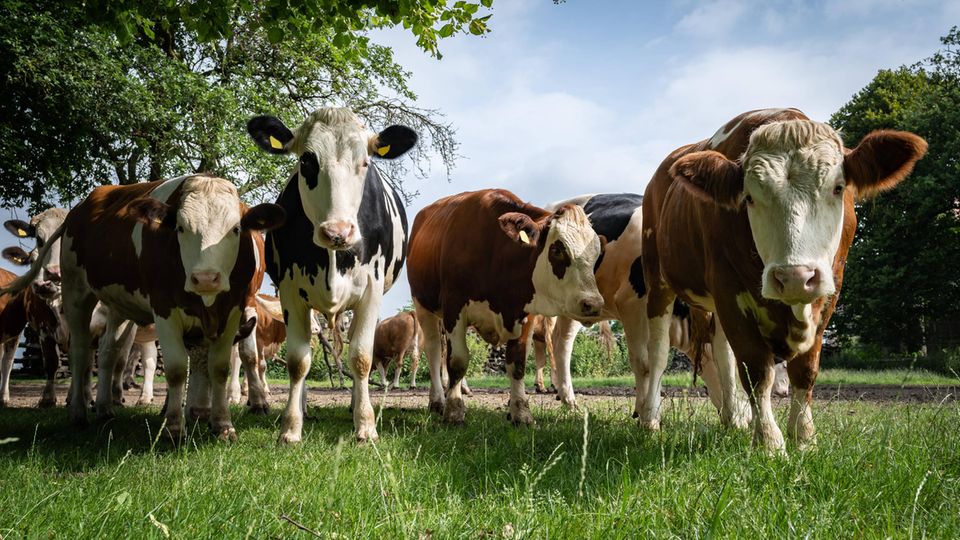 Eine Herde Kühe auf einer Wiese