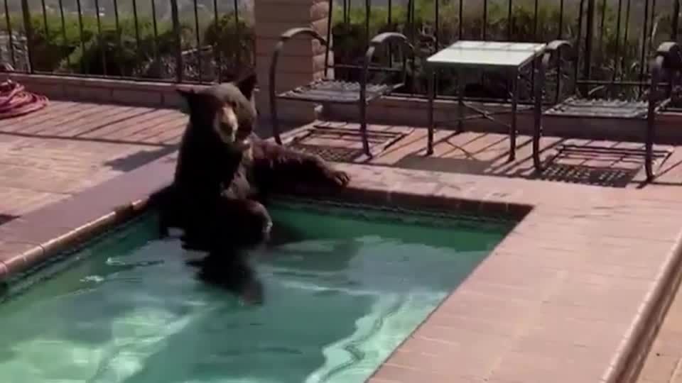 Kalifornien: Erfrischung gefällig? Wilder Bär badet in privatem Pool