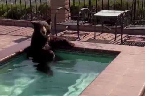 Kalifornien: Erfrischung gefällig? Wilder Bär badet in privatem Pool