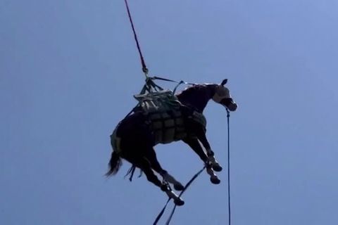Missglückter Ausritt: Fliegender Gaul: Retter bergen verletztes Pferd per Helikopter
