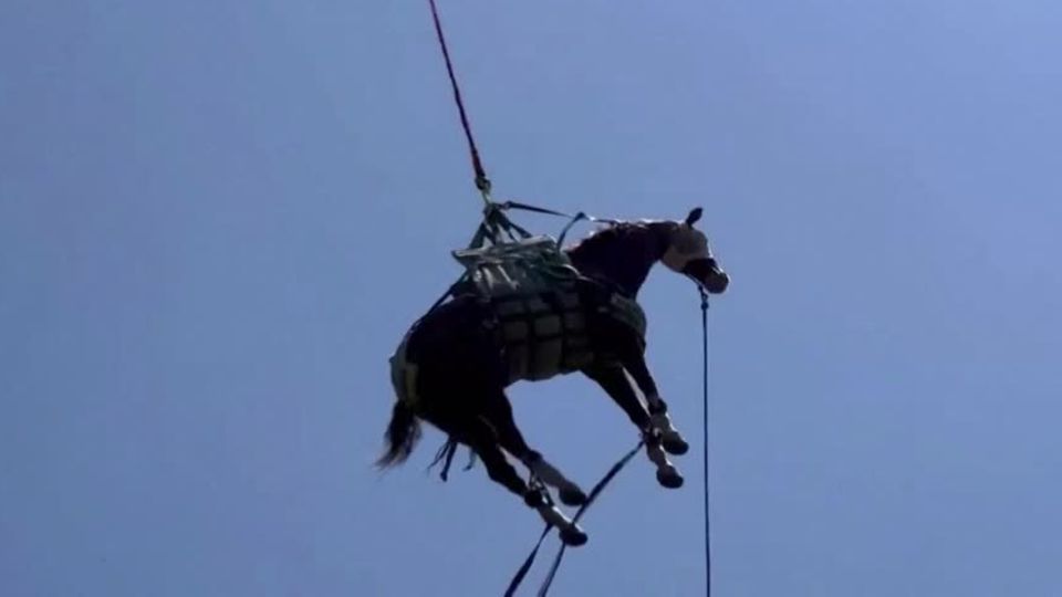 Missglückter Ausritt: Fliegender Gaul: Retter bergen verletztes Pferd per Helikopter