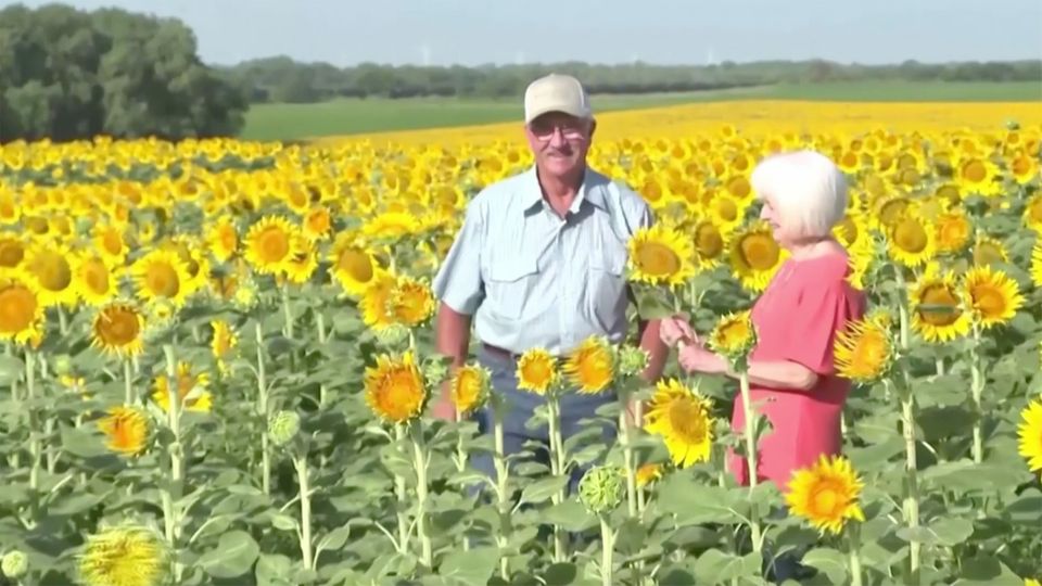 Besondere Überraschung: Zum 50. Hochzeitstag: Landwirt pflanzt riesiges Sonnenblumenfeld für seine Frau