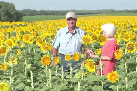 Besondere Überraschung: Zum 50. Hochzeitstag: Landwirt pflanzt riesiges Sonnenblumenfeld für seine Frau