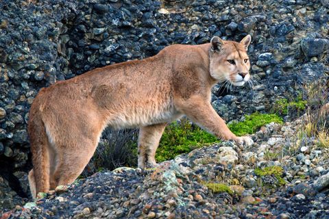 Ein Puma in einem Nationalpark