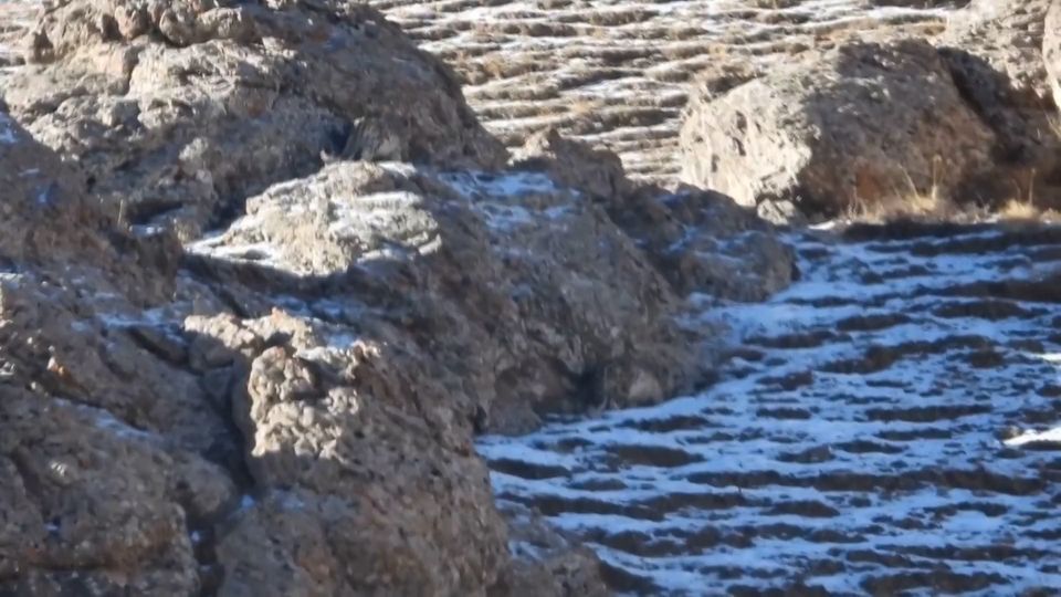 Augentest: Erkennen Sie den perfekt getarnten Schneeleoparden?