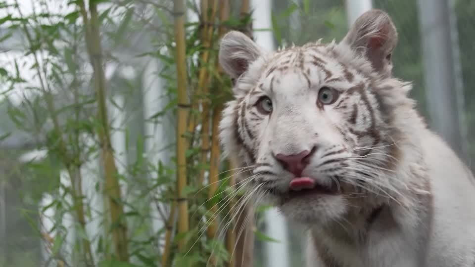 Video: Kleine Tigerin findet in Rheinland-Pfalz neue Heimat Video: Kleine Tigerin findet in Rheinland-Pfalz neue Heimat