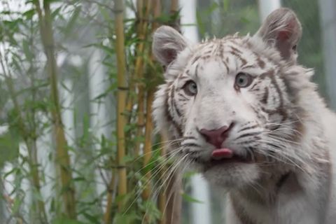 Video: Kleine Tigerin findet in Rheinland-Pfalz neue Heimat
