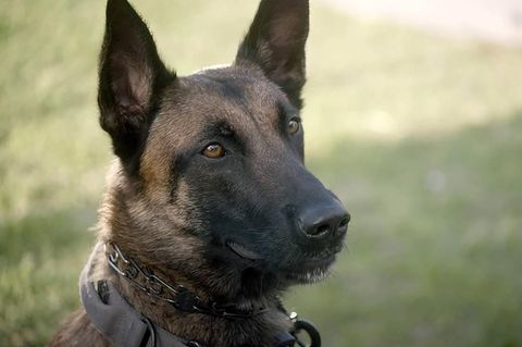 Hund: Ein Schäferhundmischling