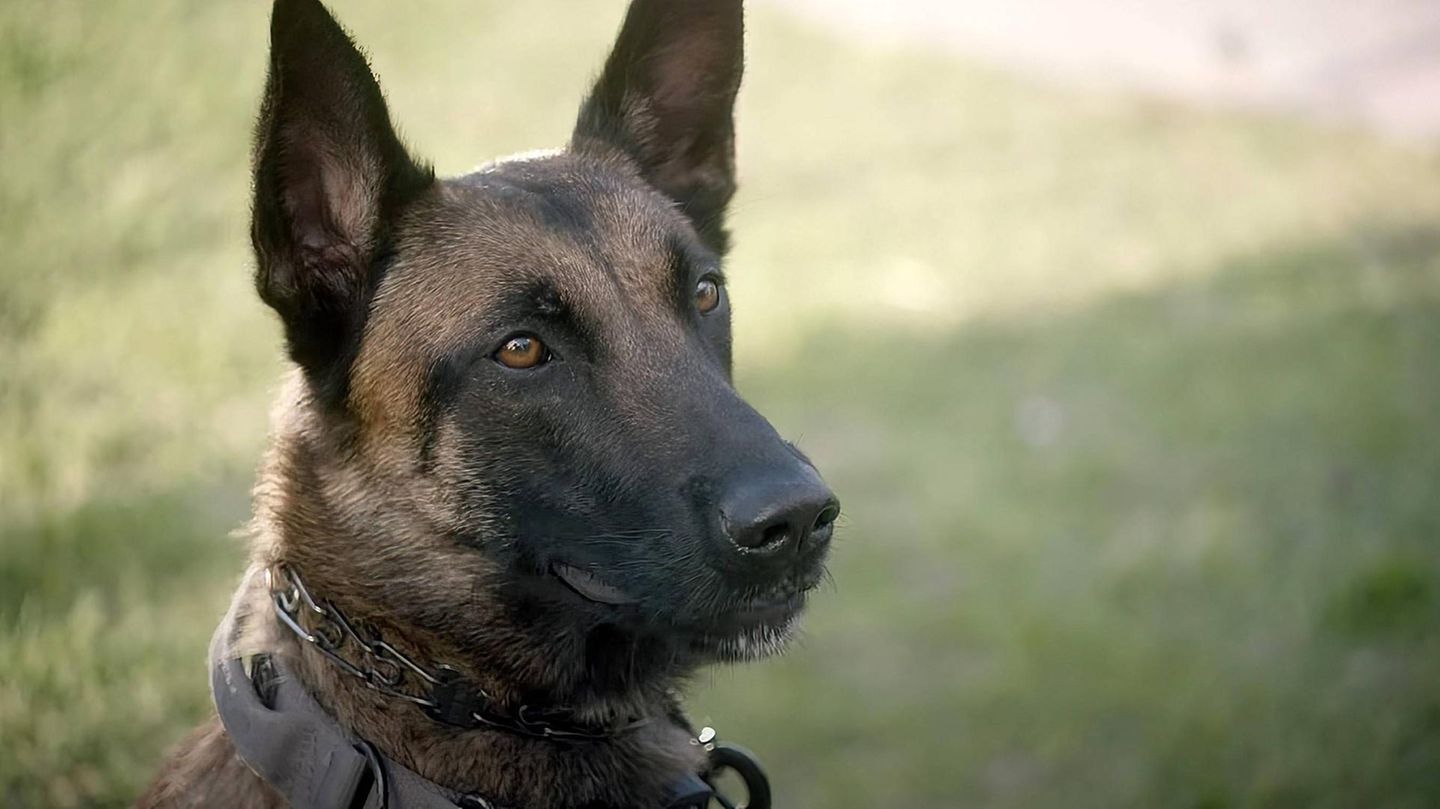 Hund: Ein Schäferhundmischling