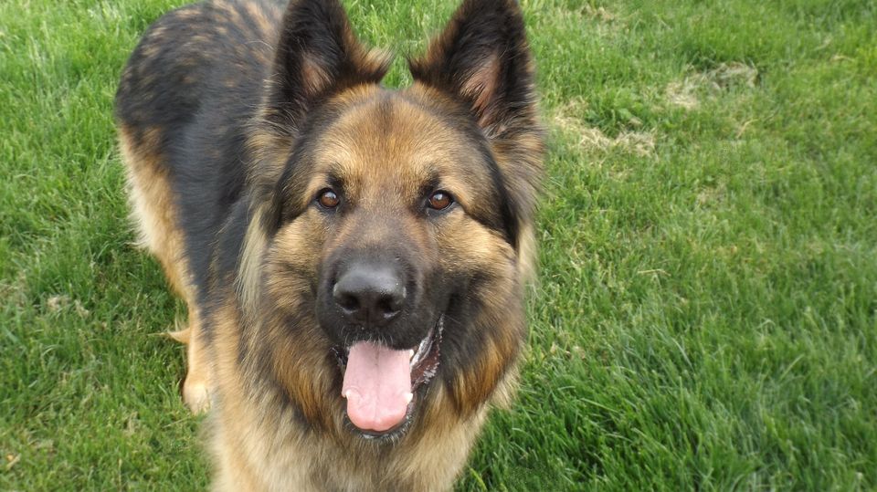 Schäferhund Ben wird Ersatzpapa für verlassene Entenküken – und vertreibt die Familienkatze Schäferhund Ben wird Ersatzpapa für verlassene Entenküken – und vertreibt die Familienkatze