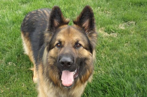 Schäferhund Ben wird Ersatzpapa für verlassene Entenküken – und vertreibt die Familienkatze