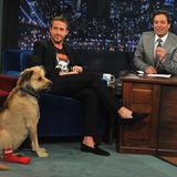 Auch immer an Goslings Seite: Sein Hund George, der ihn zu dieser Zeit regelmäßig zu Drehs und Auftritten begleitet. So auch hier bei Jimmy Fallons "Late-Night-Show" im Jahr 2011. 2016 stirbt George im Alter von 17 Jahren. Drei Jahre später wird Dobermann Lucho der tierische Nachfolger des Mischlings.