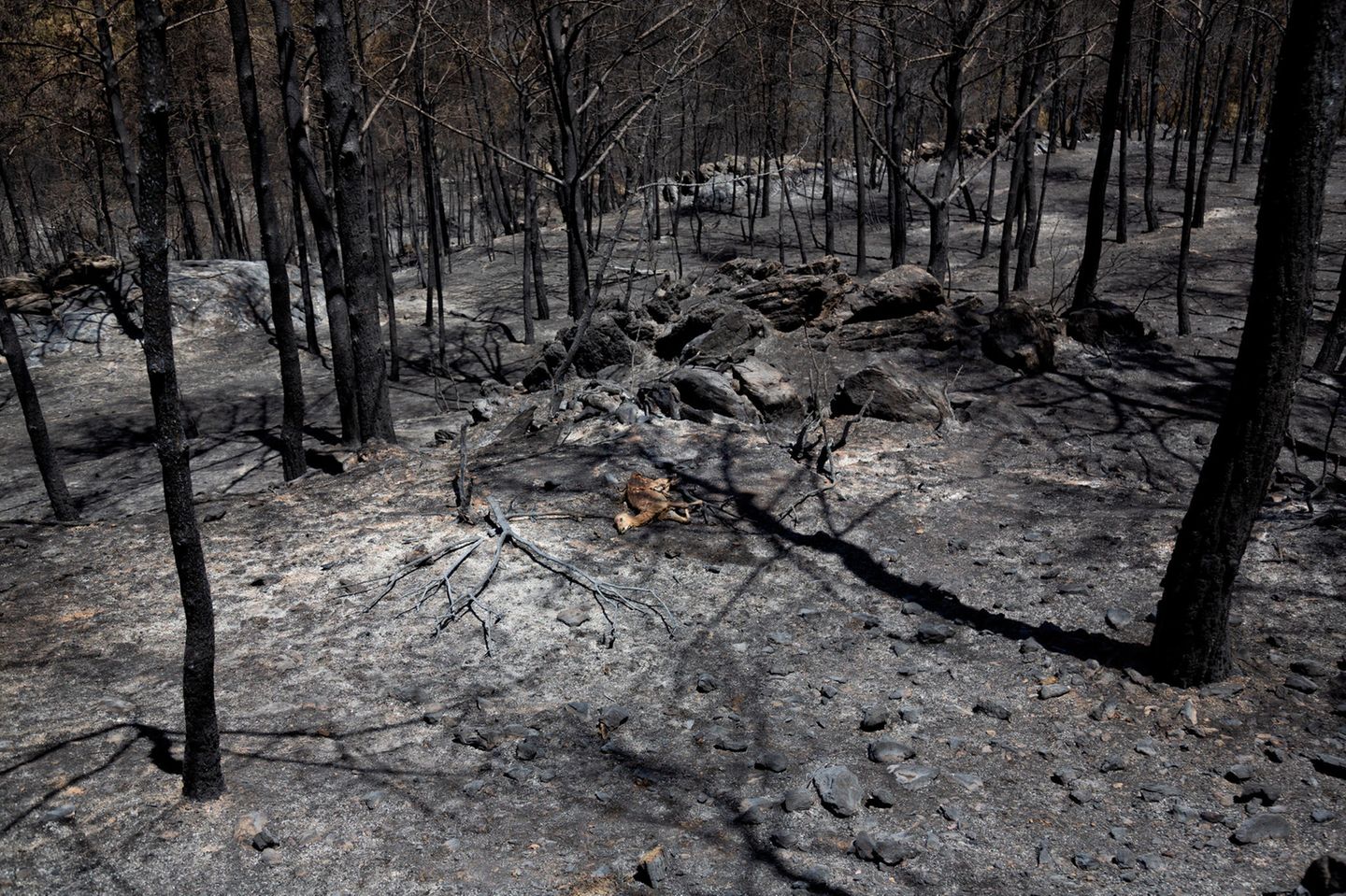 Ein junges Dama-Dama-Weibchen liegt tot auf dem verbrannten Waldboden der Insel Rhodos