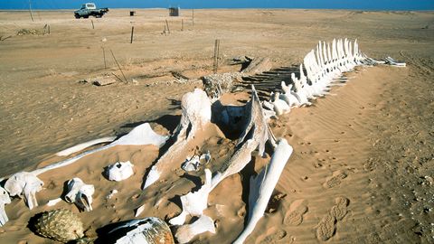Ein Wal-Skelett am Strand