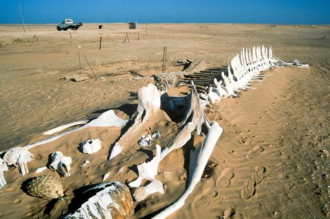 Ein Wal-Skelett am Strand