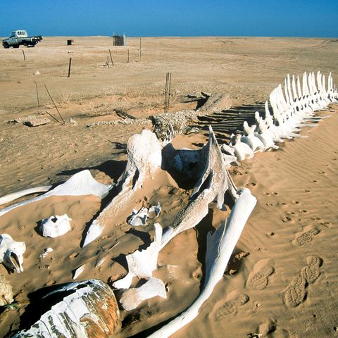Ein Wal-Skelett am Strand