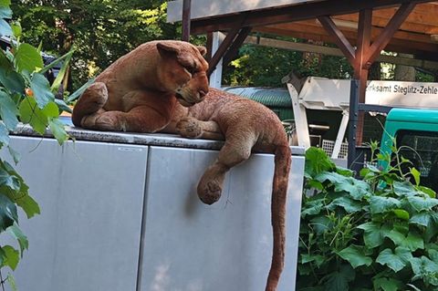 Löwin in Berlin