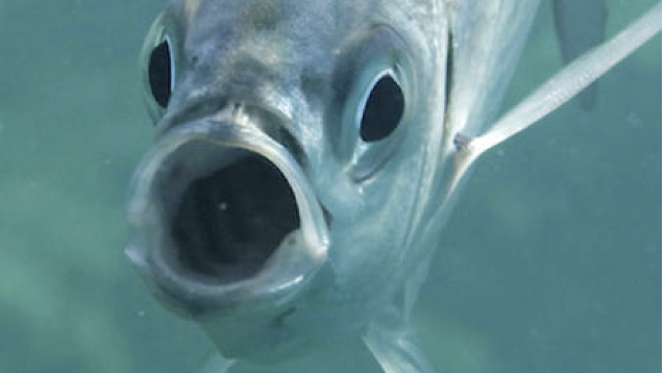 Spurensuche auf Mallorca: Wie gefährlich sind die beißenden Fische wirklich?