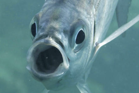 Spurensuche auf Mallorca: Wie gefährlich sind die beißenden Fische wirklich?