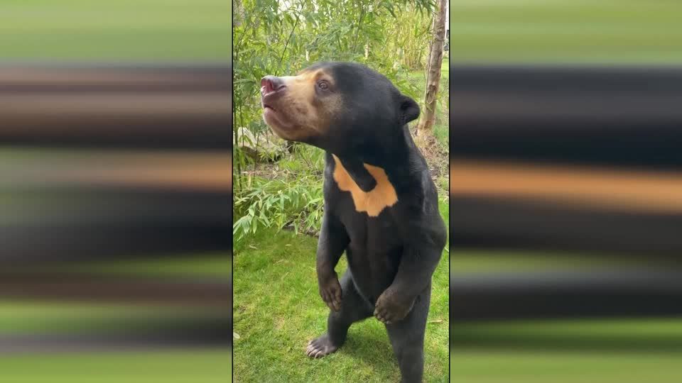 Video: Fast menschlich: Malaiischer Sonnenbär