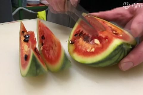 Video: Melonen aus der Antarktis