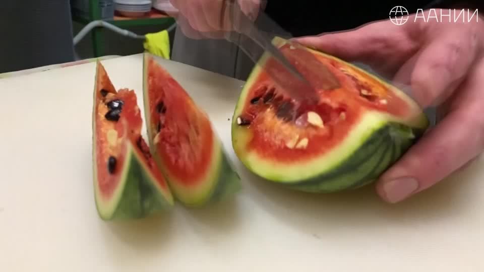 Video: Melonen aus der Antarktis